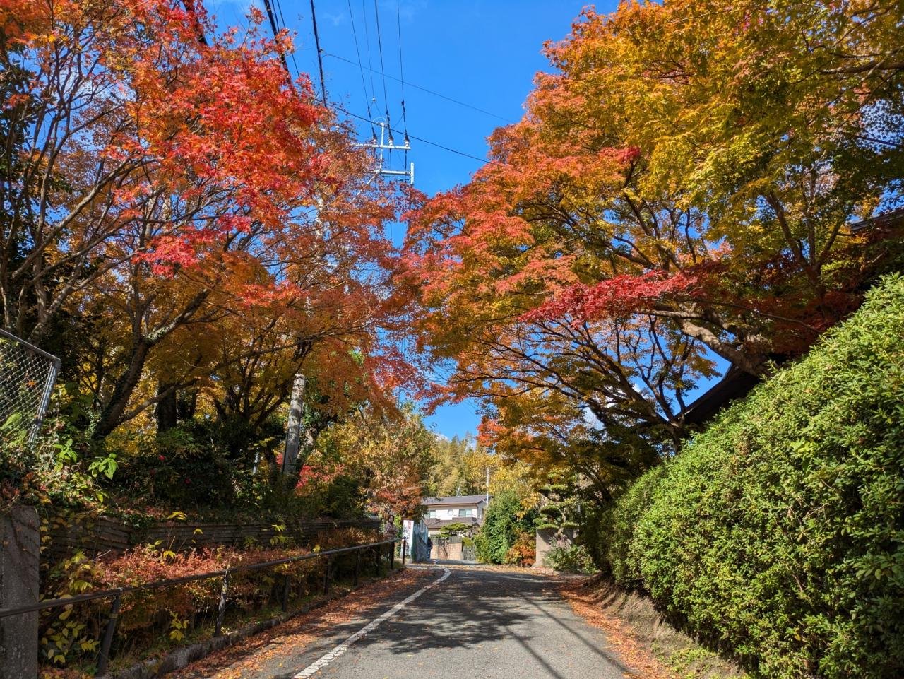 コントラストが美しいです