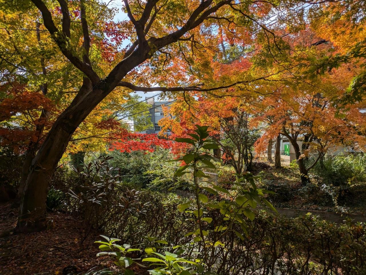 紅葉の帳、庭紅葉