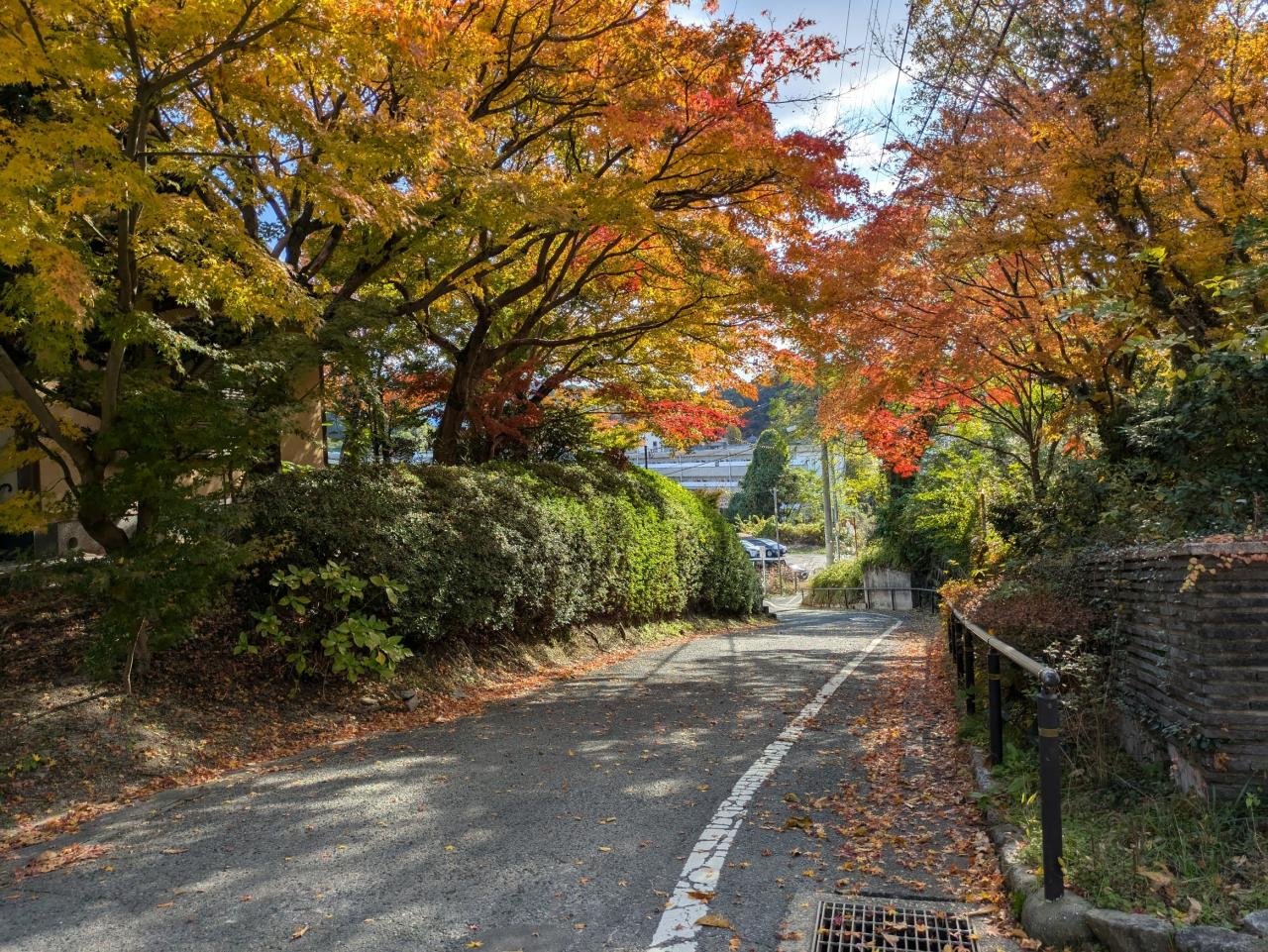 今年も鮮やかに色づきました